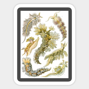 Sea Slugs Nudibranchia by Ernst Haeckel Sticker